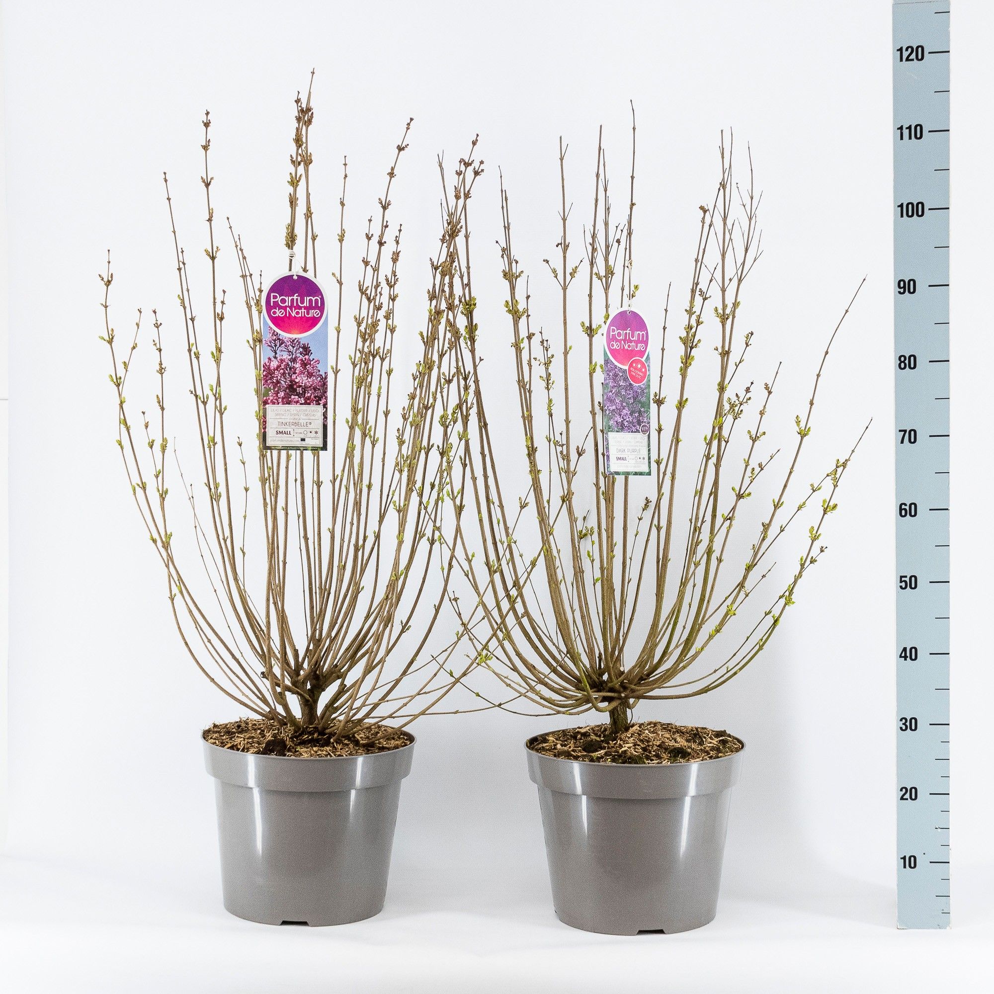 Syringa Mini sering licentie, 3-jarig, C15 Sol. mix, D 32