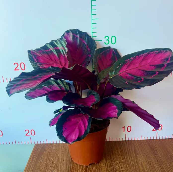 Калатея розеопикта кримсон 14 30