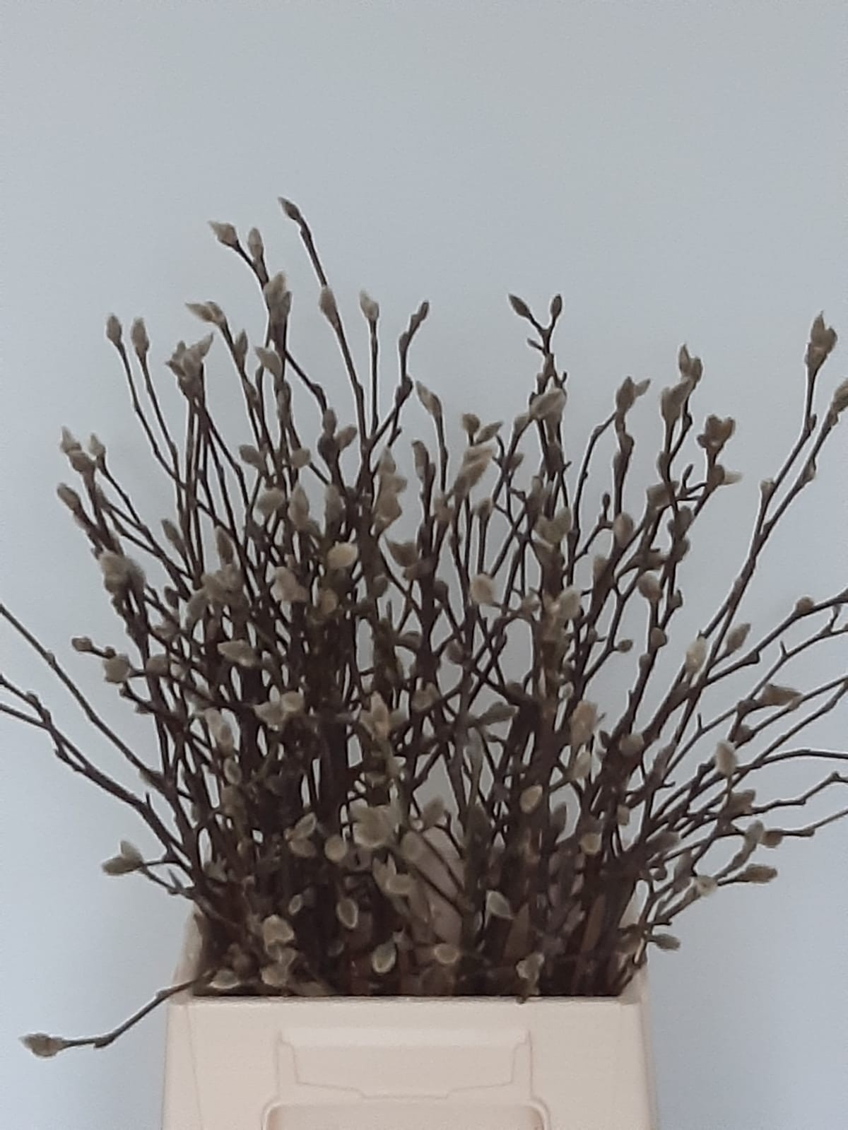 Магнолия Овериг 60, шт.