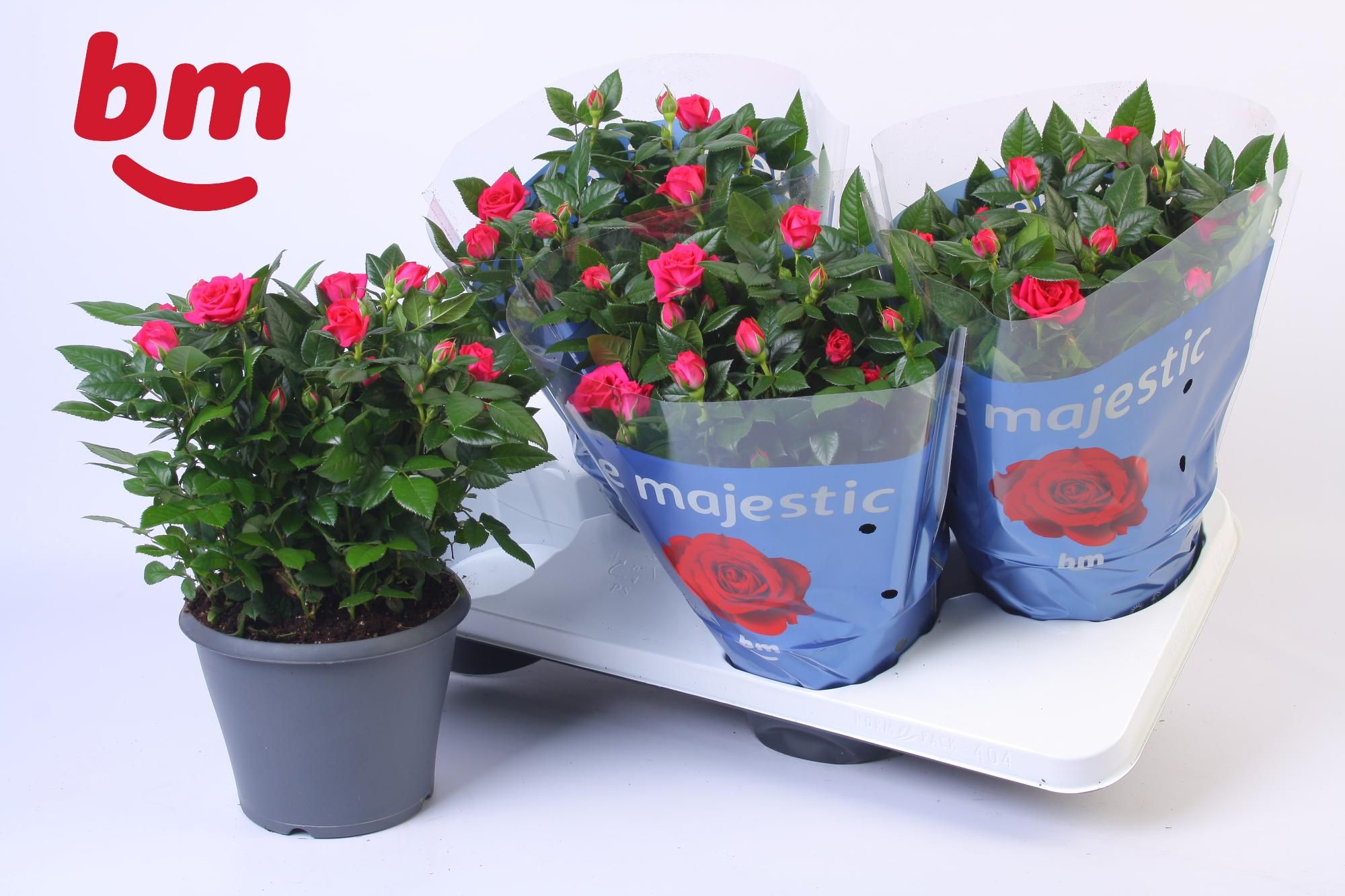 Rosa Jewel Patio Purple 17cm, D 17