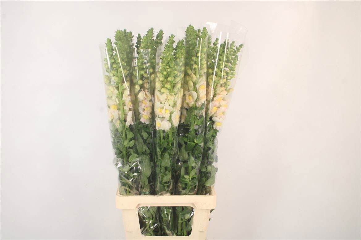 Антирринум Потомак Эплблоссом (бел.-роз.), шт.