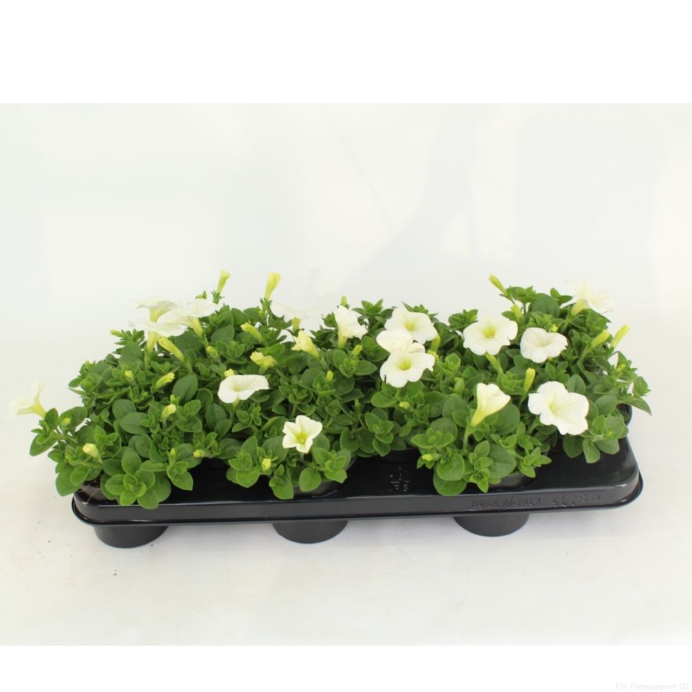 Petunia Potunia Plus White, D 10,5
