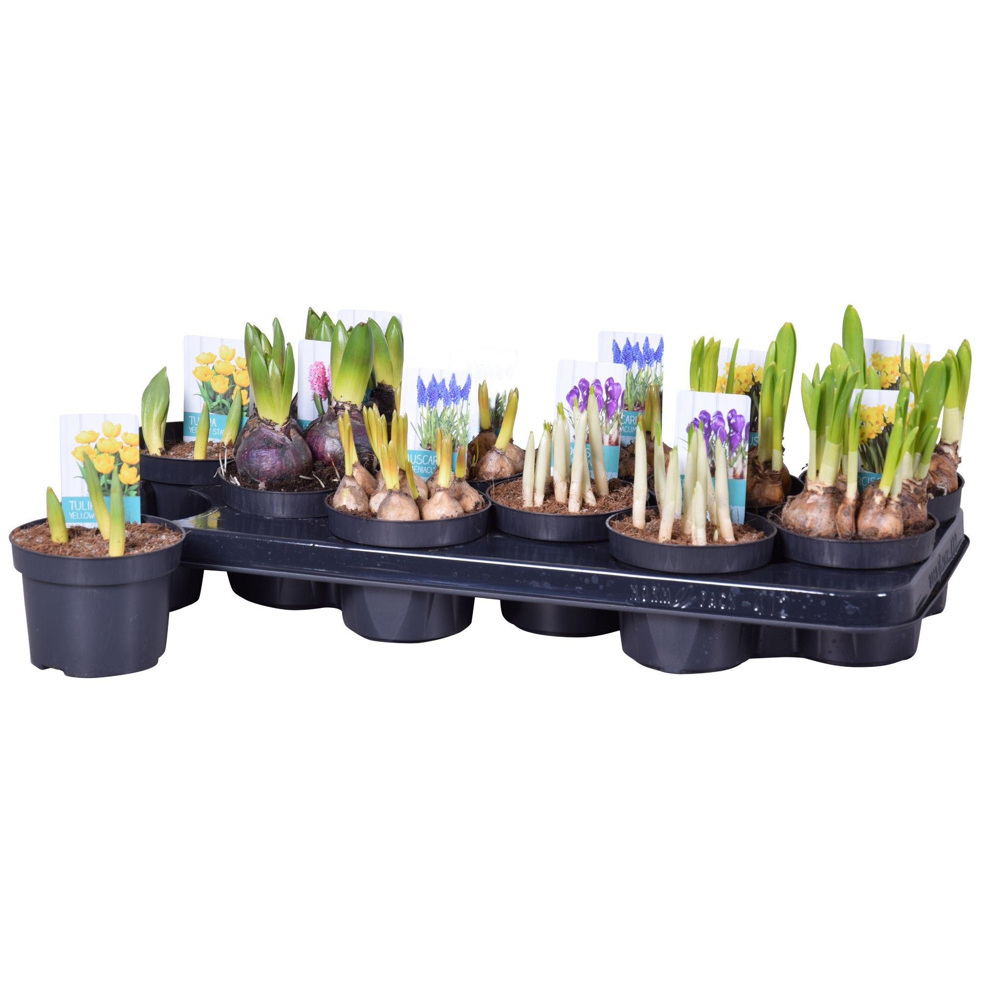 Bolbloemen Mix, D 10,5