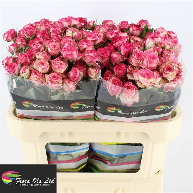 Роза куст. Айопенер 70, шт.