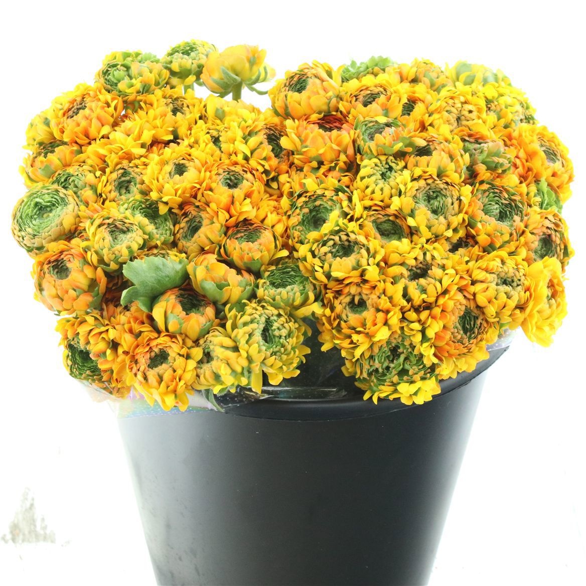 Ранункулус Пон Пон Мерлино 35, шт.