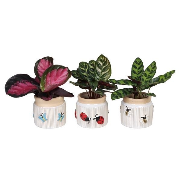L 66631 with Calathea Mix 6 cm, D 6 cm L 66631 with Calathea Mix 6 cm, D 6 cm