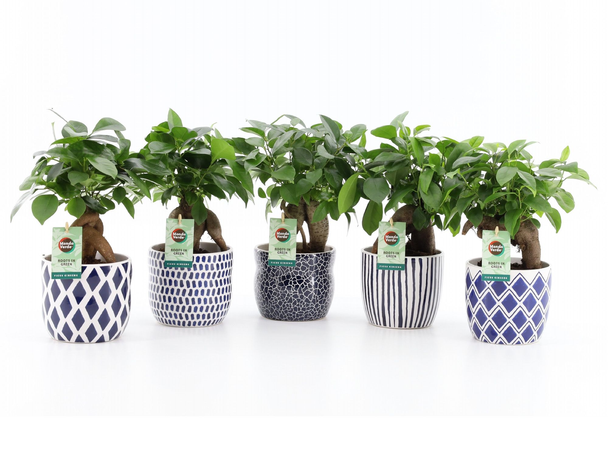 Ficus microcarpa Retusa in Delft Blue keramiek, D 13