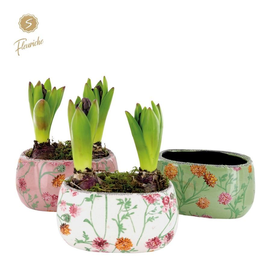 (2601) Hyacint Early Springtime Oval 2PP Mos, D 17 cm