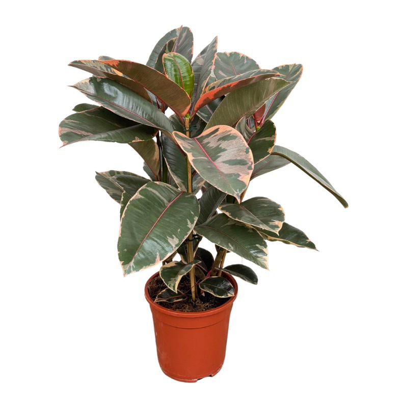 Ficus Elastica 'Belize' toef - 80cm, D 21 cm Ficus Elastica 'Belize' toef - 80cm, D 21 cm