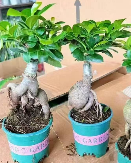 Фикус Премиум Галлон Бонсай Гинсенг Баньян 11 28