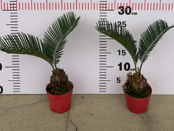 Саго цикас айрон три 10 30