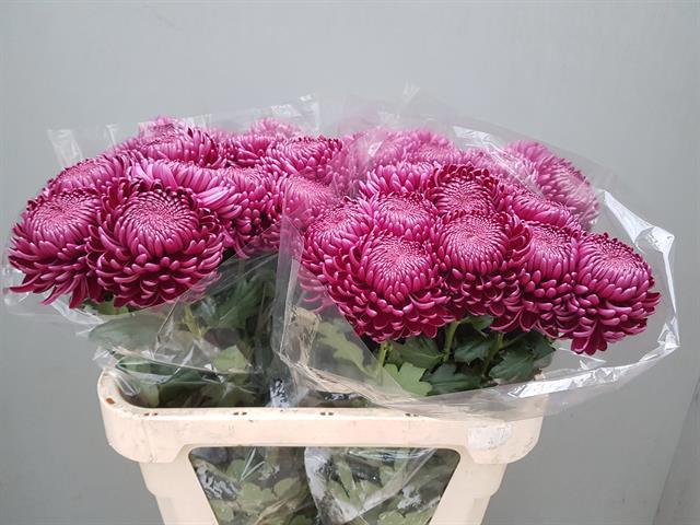 Хризантема од. Бигуди Перпл 75 (фиолет.), шт.