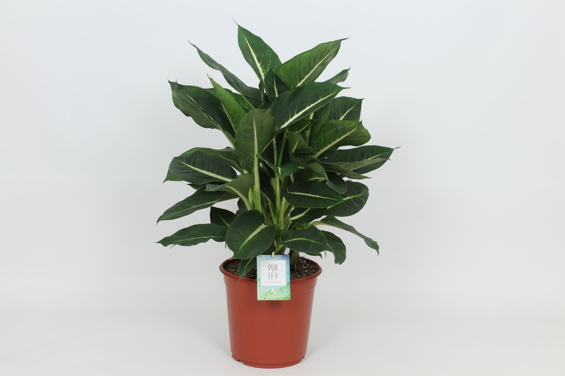 Purify Dieffenbachia Green Magic 24 cm, D 24