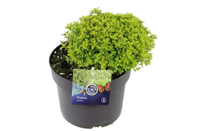 Thymus citr. Aureus, D 17