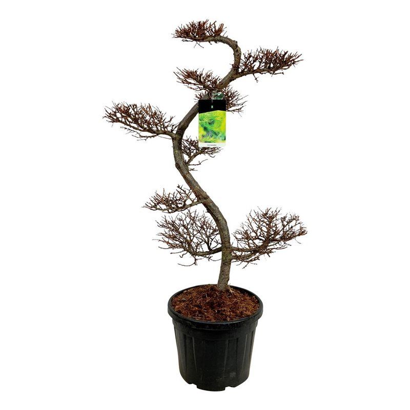 Larix kaempferi, D 50 cm