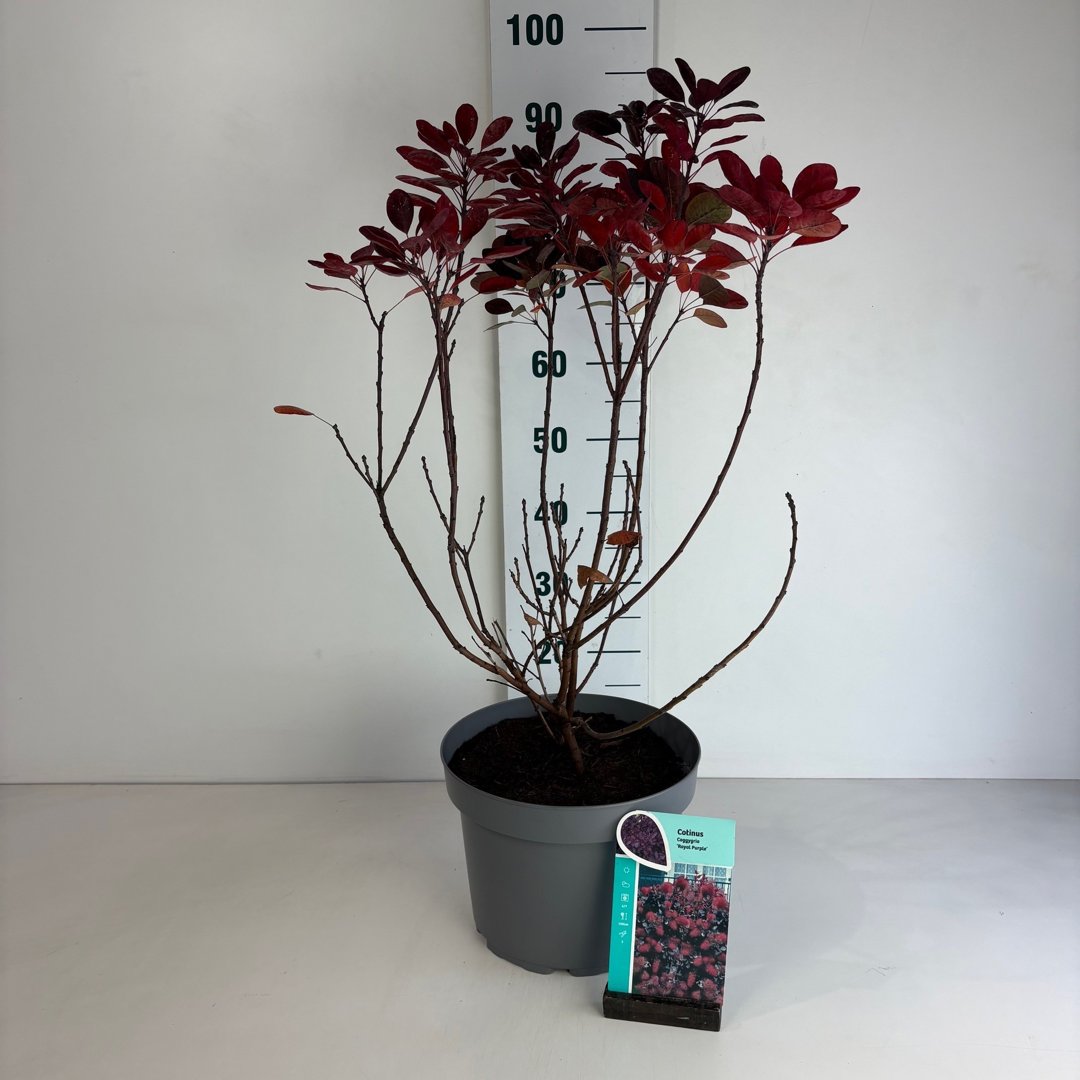 Cotinus coggygria Royal Purple, D 29
