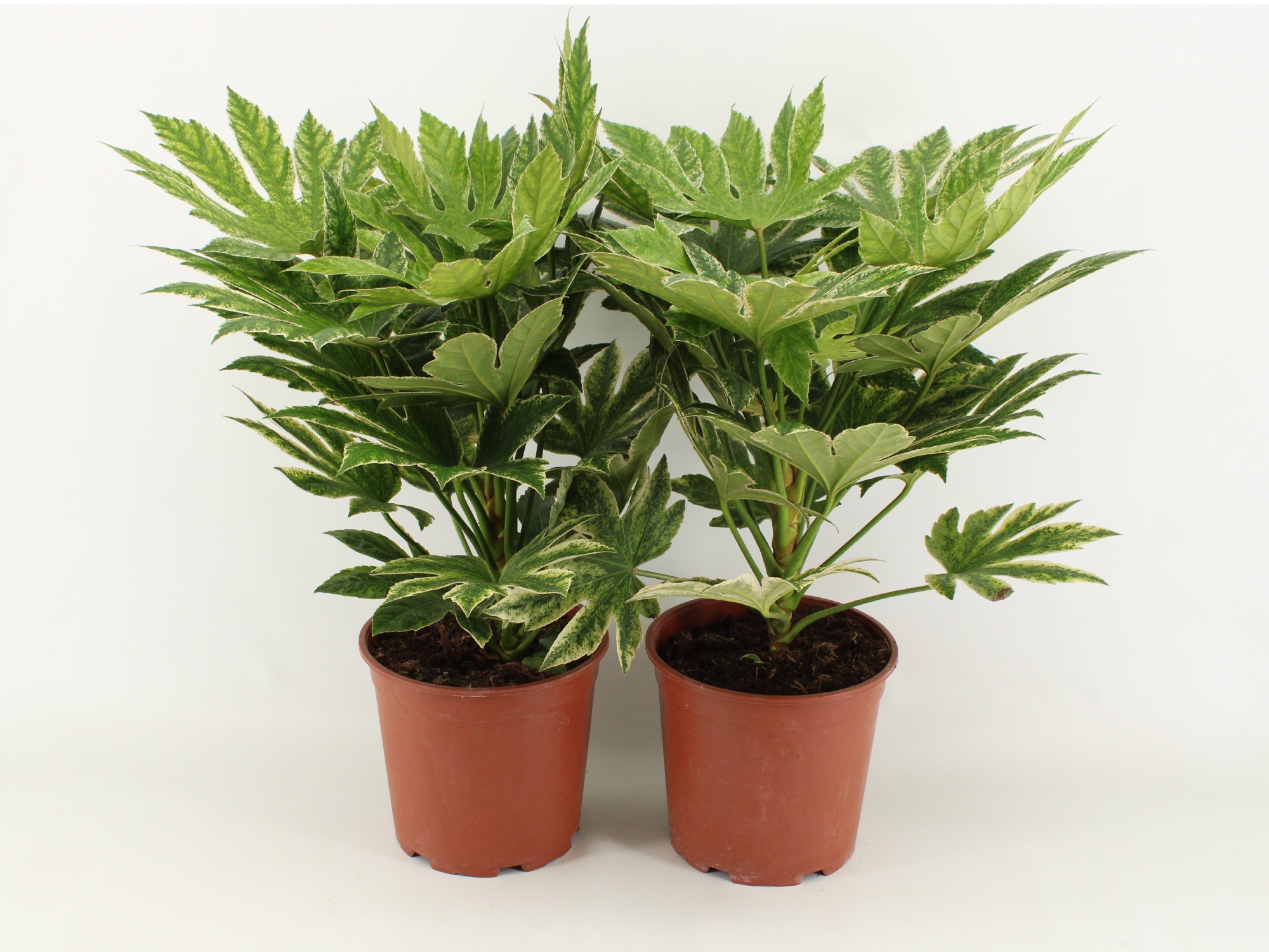 Fatsia Spider Web P21, D 21