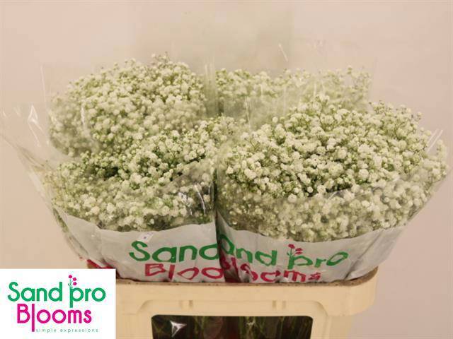 Гипсофила Экселенс 70, шт.