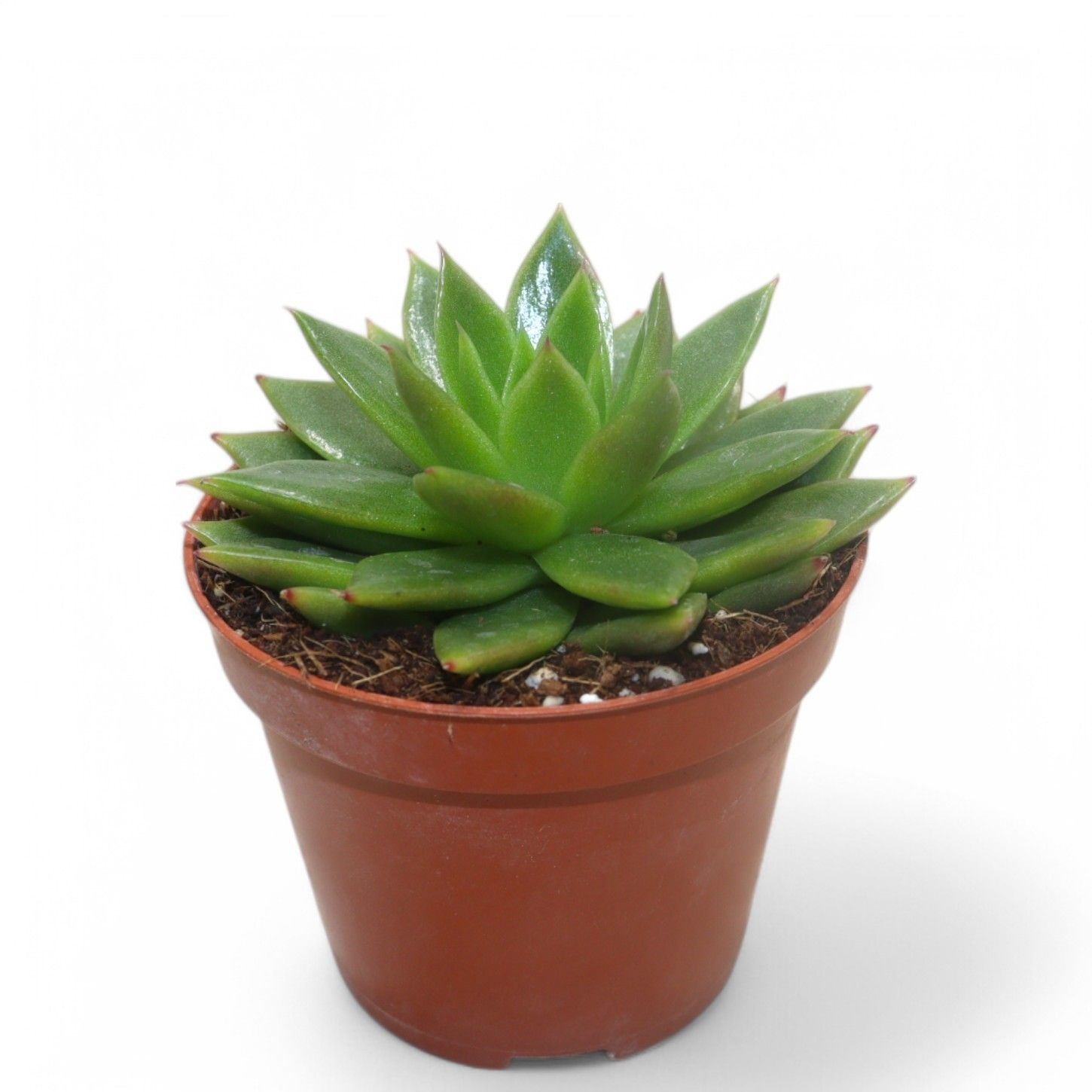 Echeveria Agavoides, D 8,5