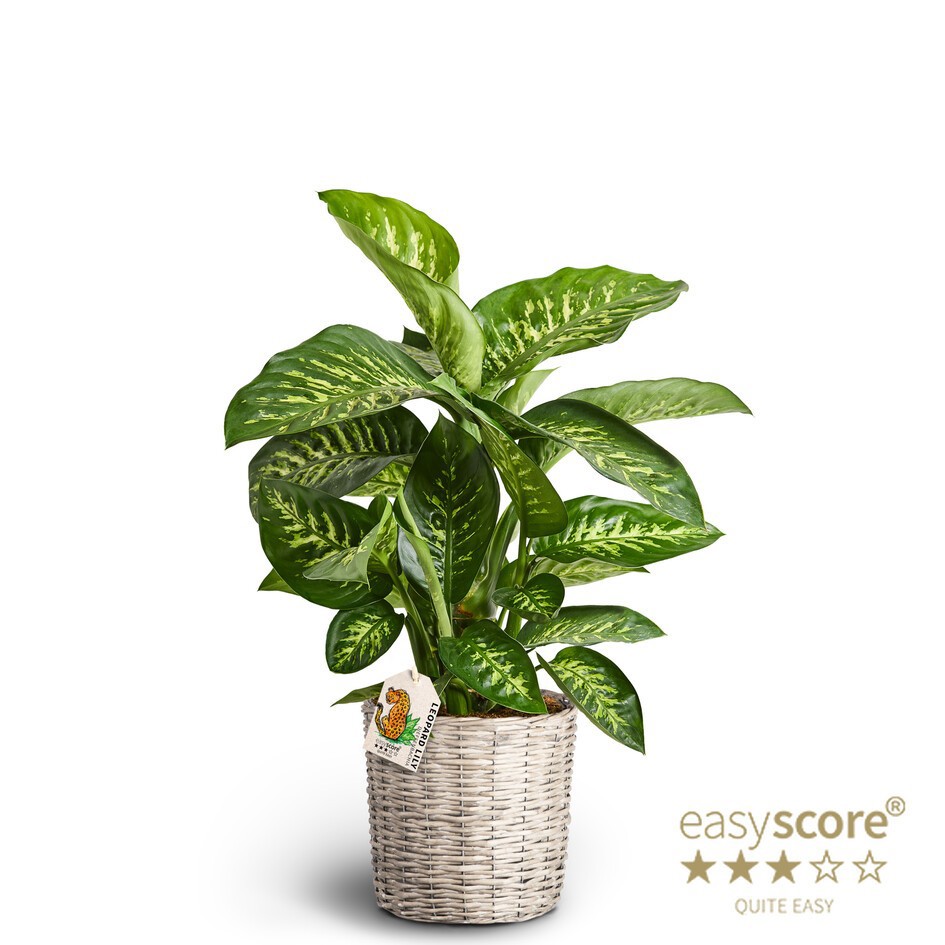Basket, Dieffenbachia ´Tropical Snow´, D 26