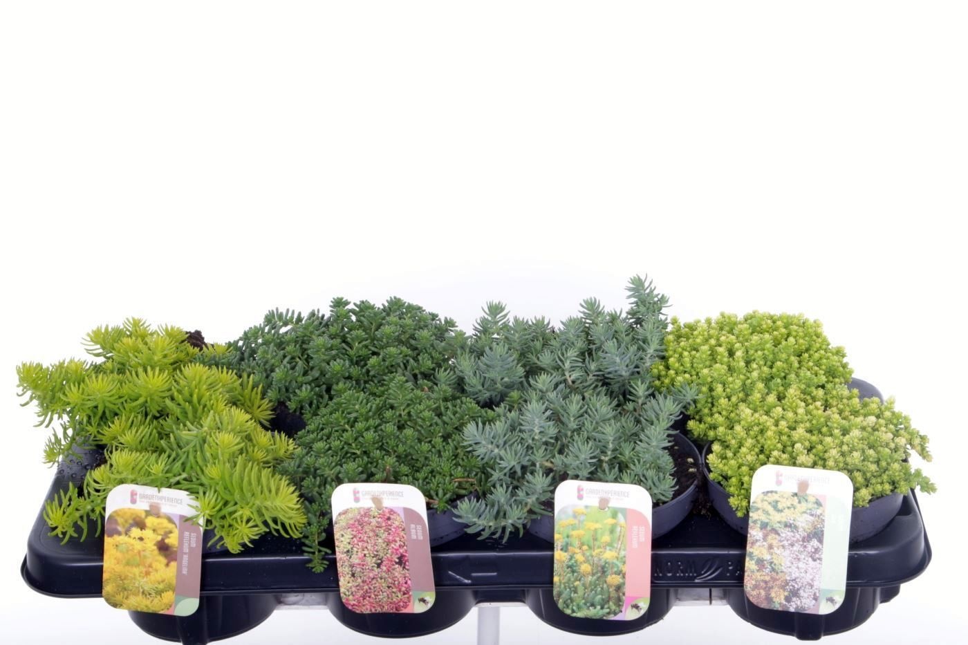 Sedum mix in tray, D 13 cm Sedum mix in tray, D 13 cm