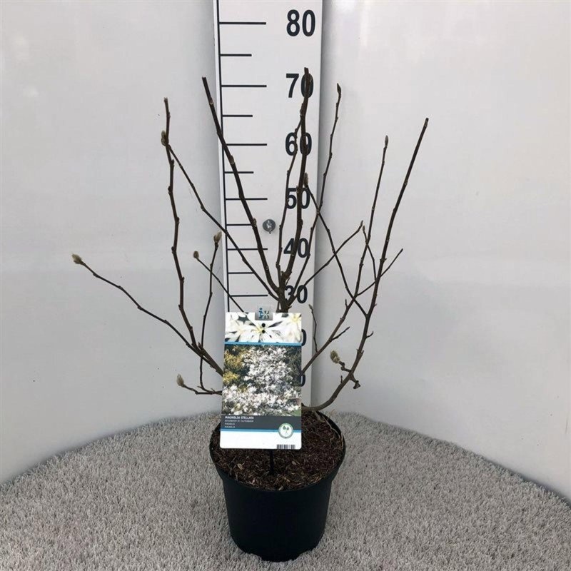 Magnolia stellata, D 23