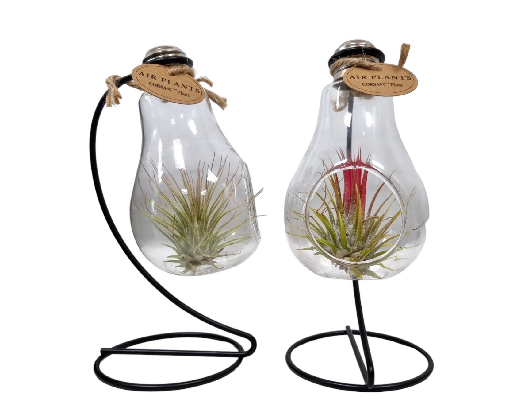 Tillandsia lamp frame, D 9