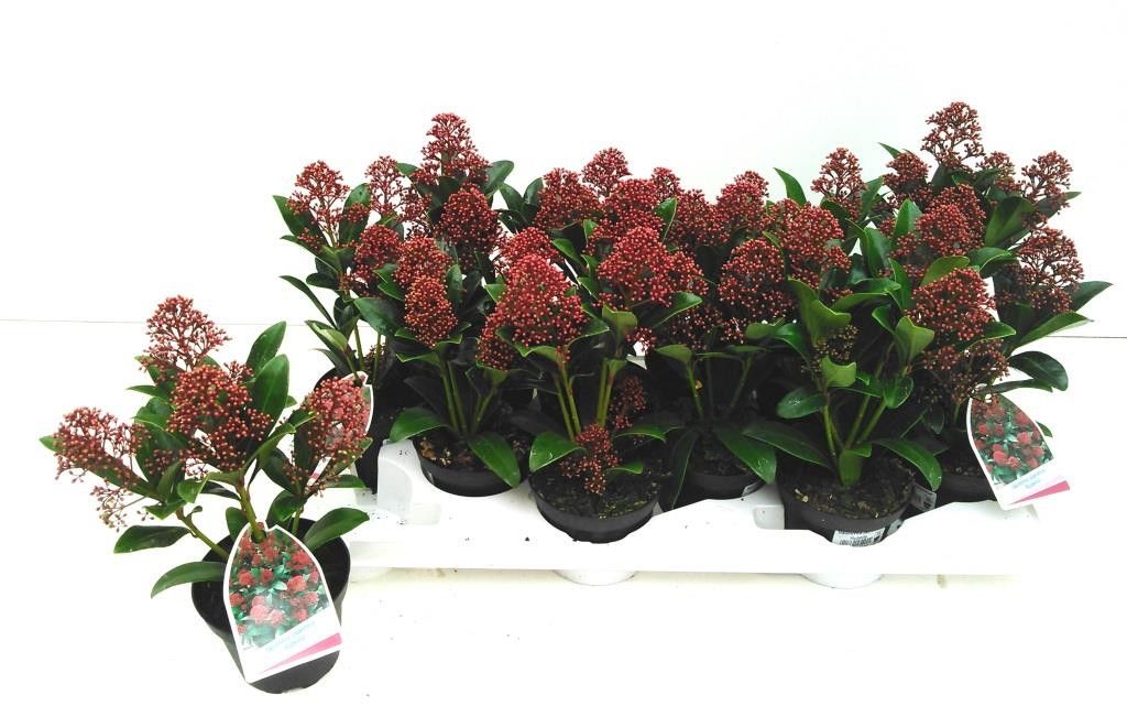 Skimmia Rubella 3-4 Dolder 10T, D 10