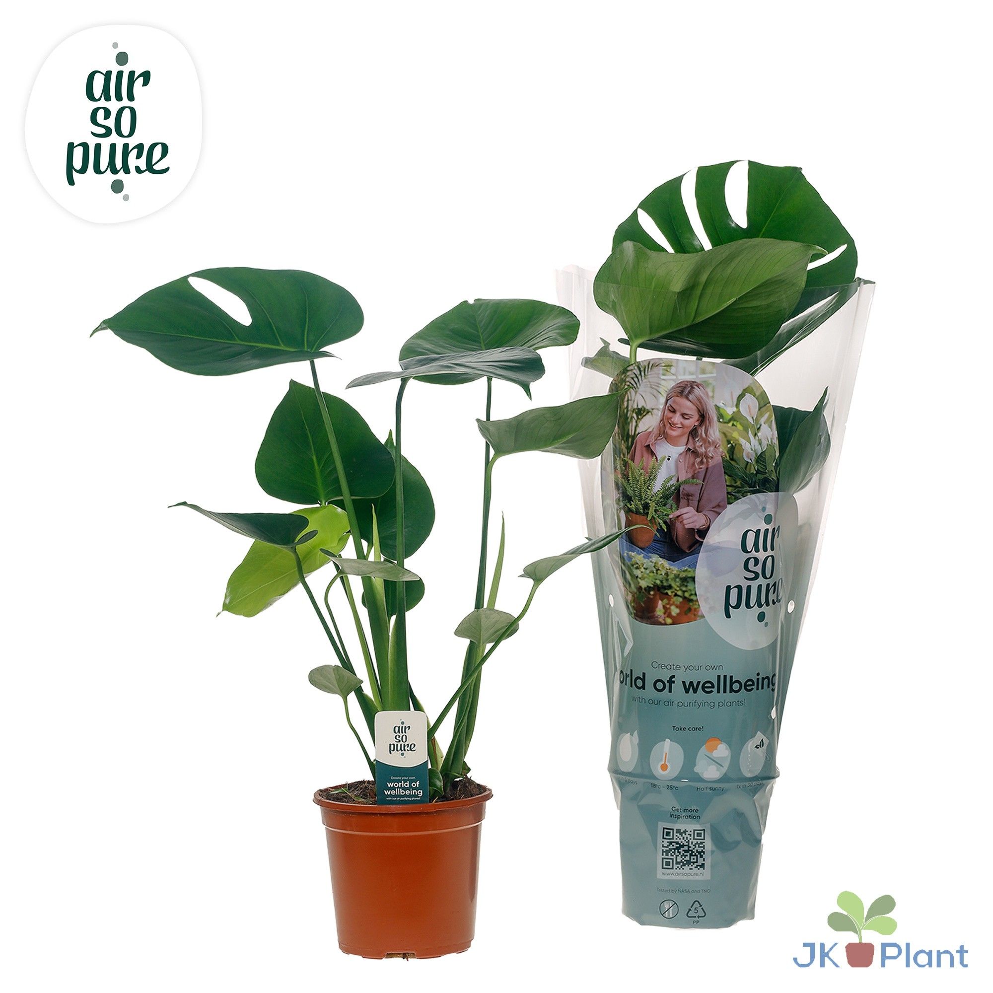Monstera Deliciosa "Air So Pure", D 14