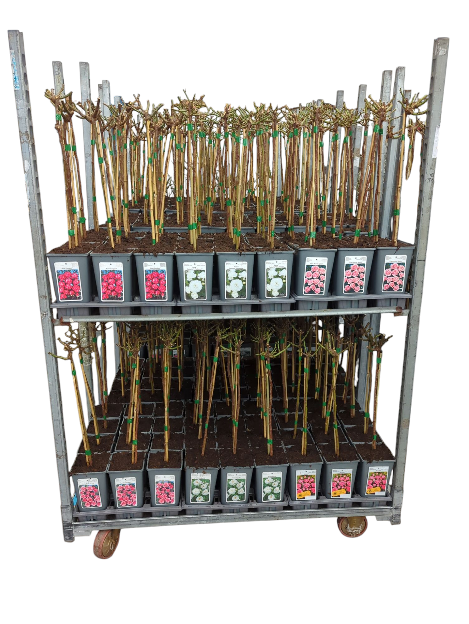 Stamrozen Zepeti® (multiflora), D 13