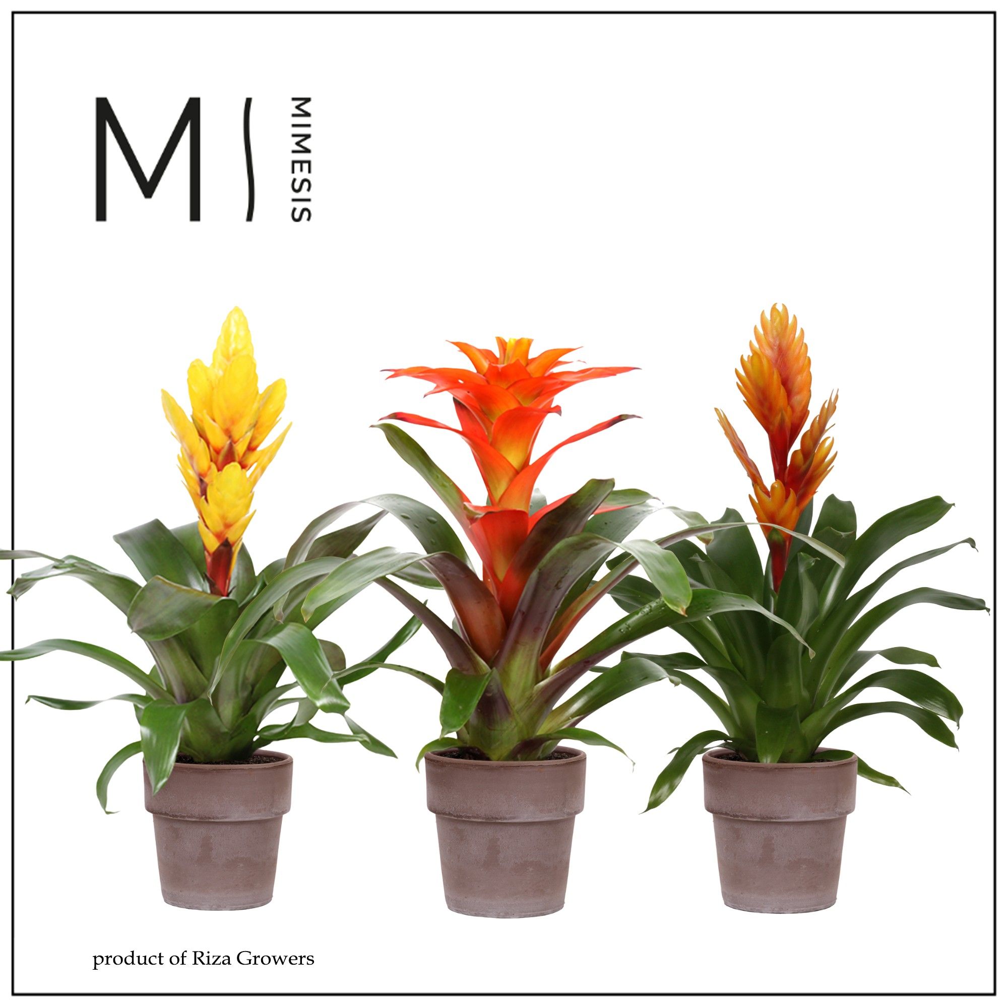 Bromelia Green - 13cm in Toscana | Mimesis, D 13