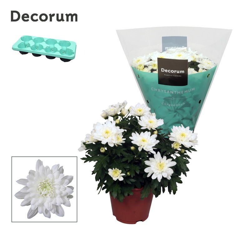 Chrysanne® Grandezza White, D 13 cm Chrysanne® Grandezza White, D 13 cm