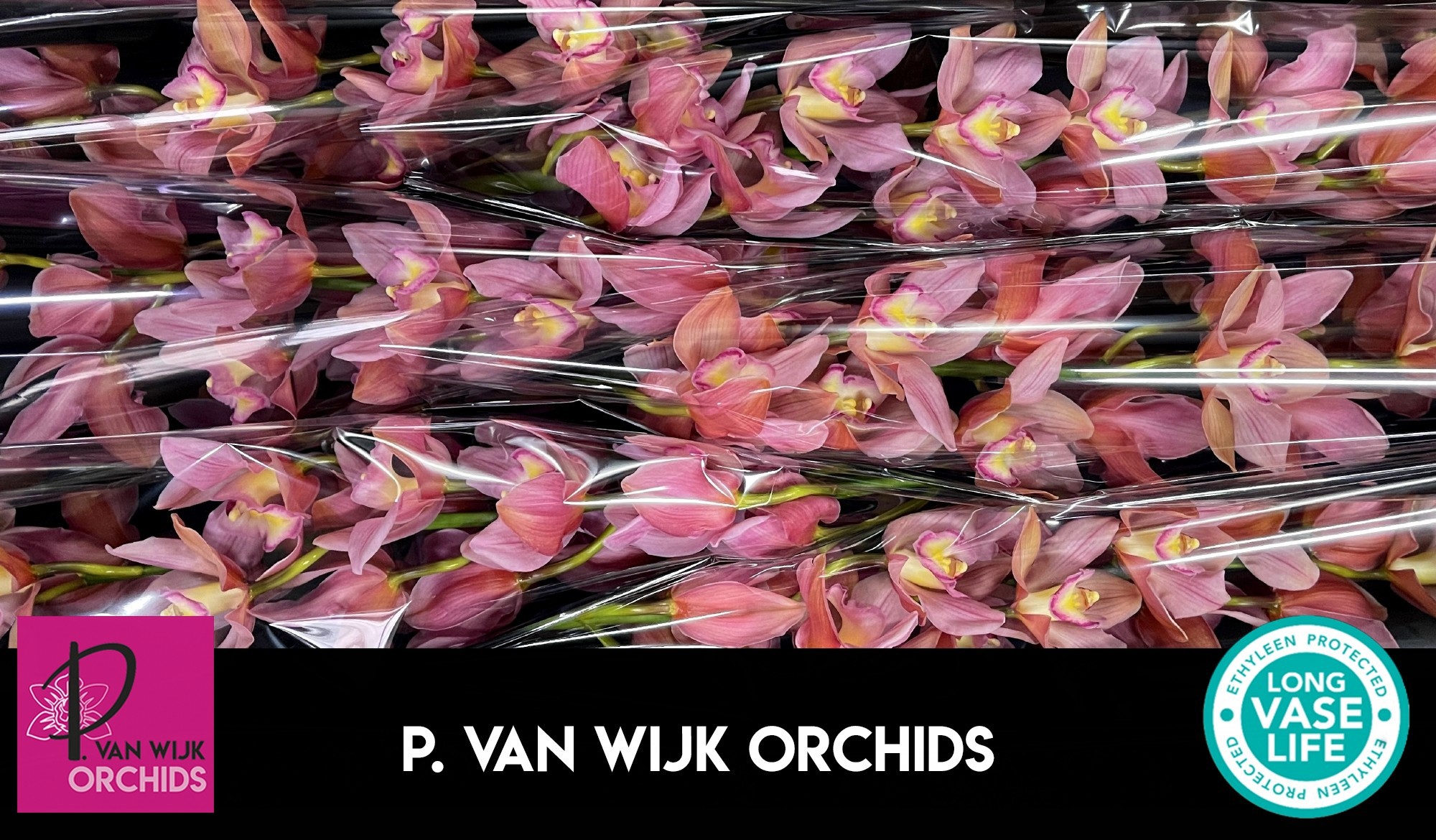 Цимбидиум Салмон Делайт x6 80, шт.