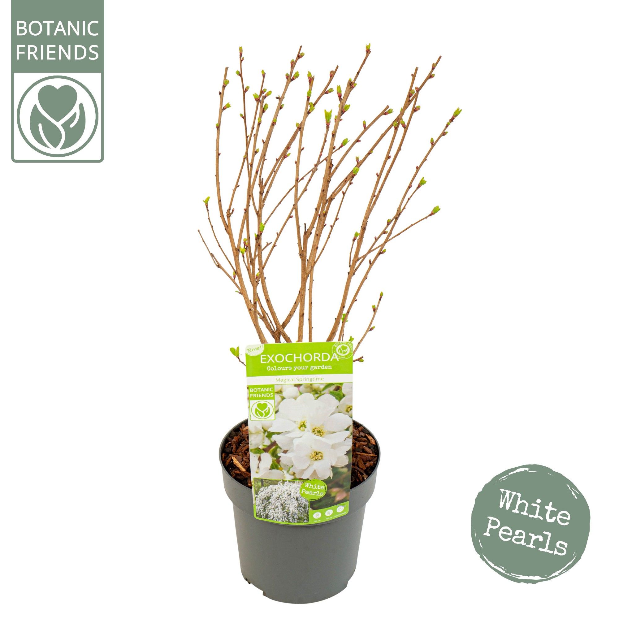 Exochorda r. 'Magical Springtime' ®, D 19