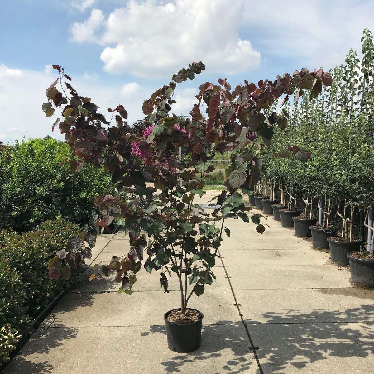 Cercis can. 'Forest Pansy', D 40
