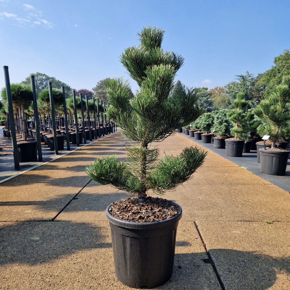 Pinus nigra 'Oregon Green', D 36 cm