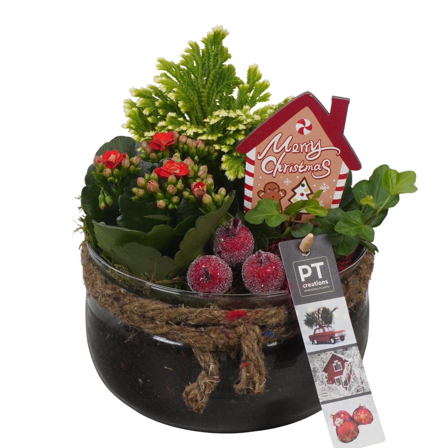 PTCHR7440 Arrangement Christmas Red in glas schaal, D 16 cm