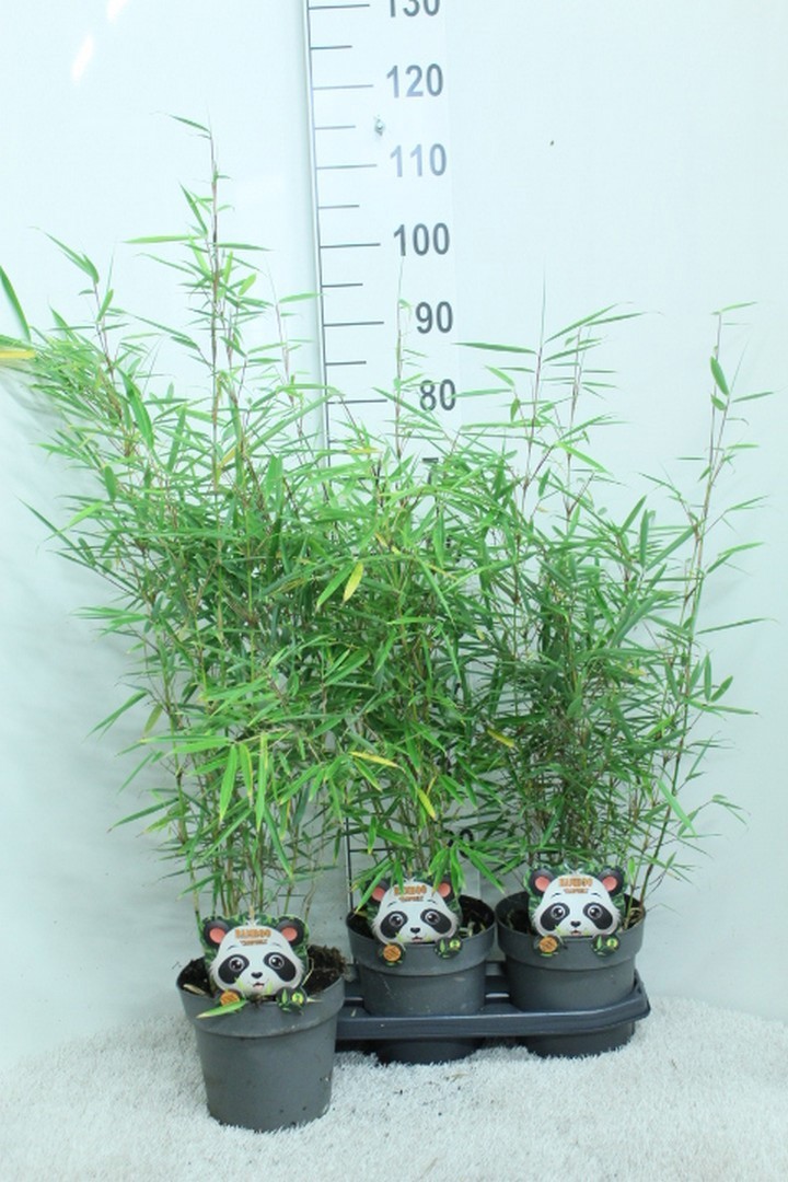 Fargesia robusta 'Campbell' P19, D 19 cm