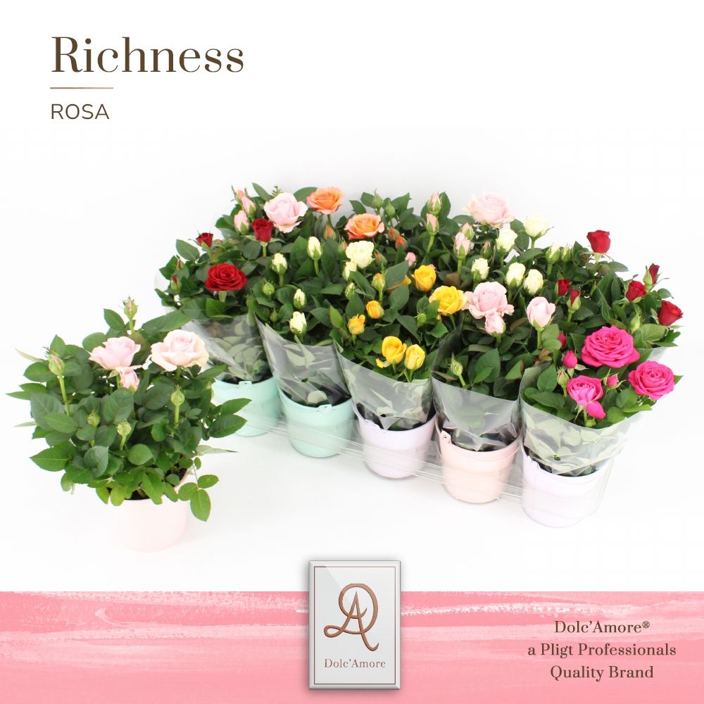 Potroos Mix P10,5 Dolc'Amore® Zink, D 10,5