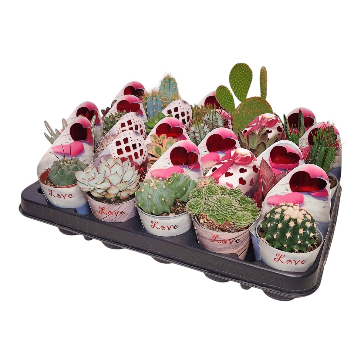 CACTUS AND SUCCULENT MIX Ø 6.5 VALENTINE'S 'ROMANTIC PASTEL' POTCOVER LINE - TRAY 20 PCS, D 6,5