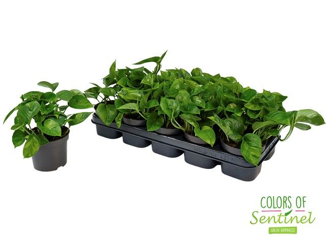 Epipremnum Pinnatum Global Green, D 12