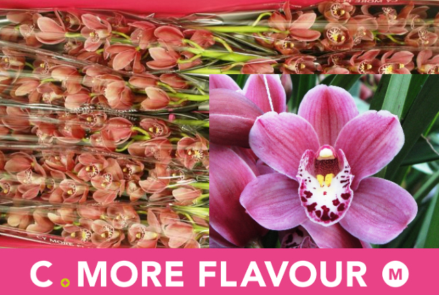 Цимбидиум мини Пинк Перфект x10 60, шт.