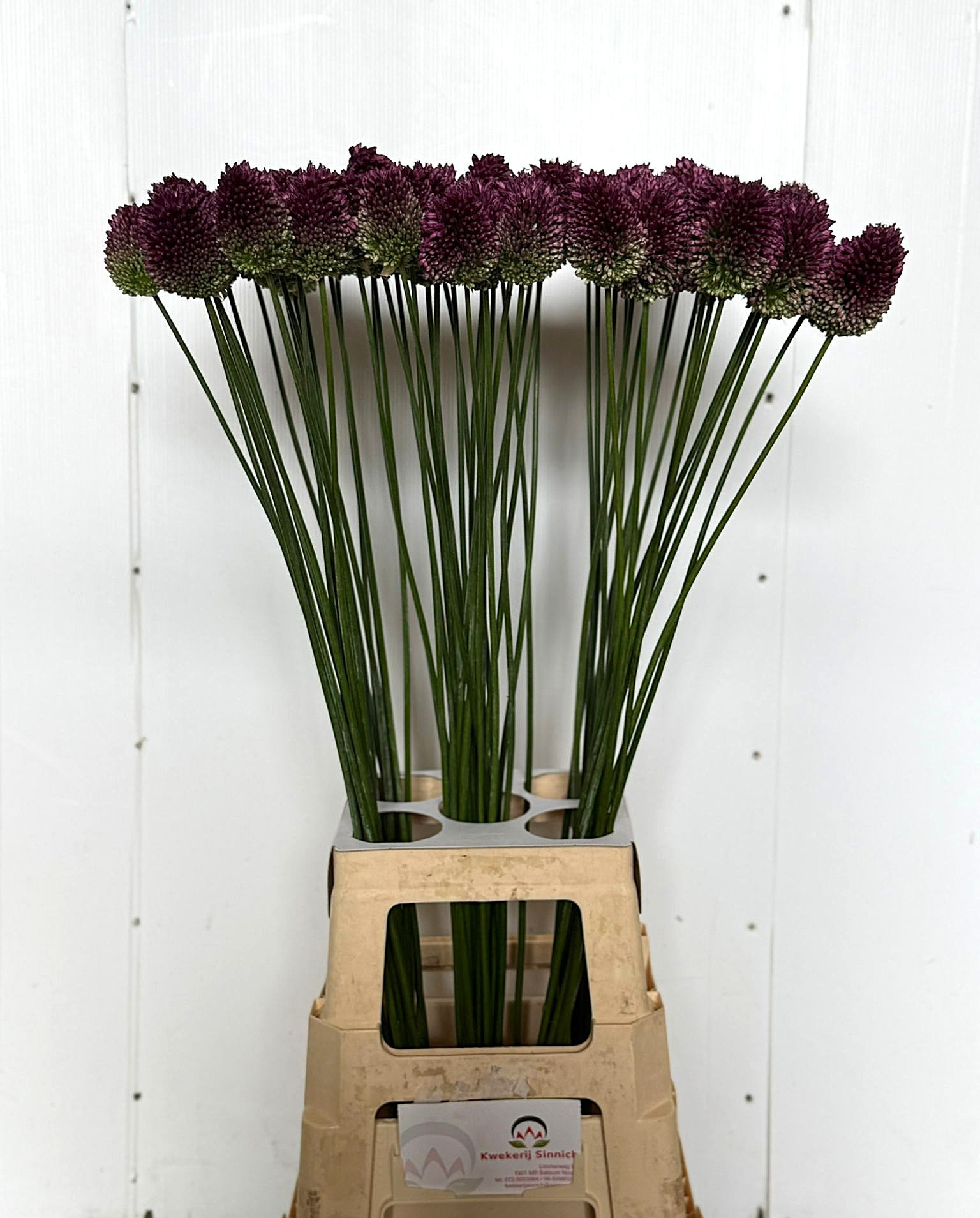 Аллиум Сфароцефал 90, шт.