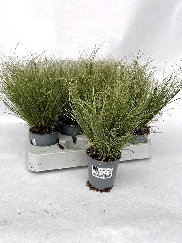 CAREX ALBULA, D 6 cm