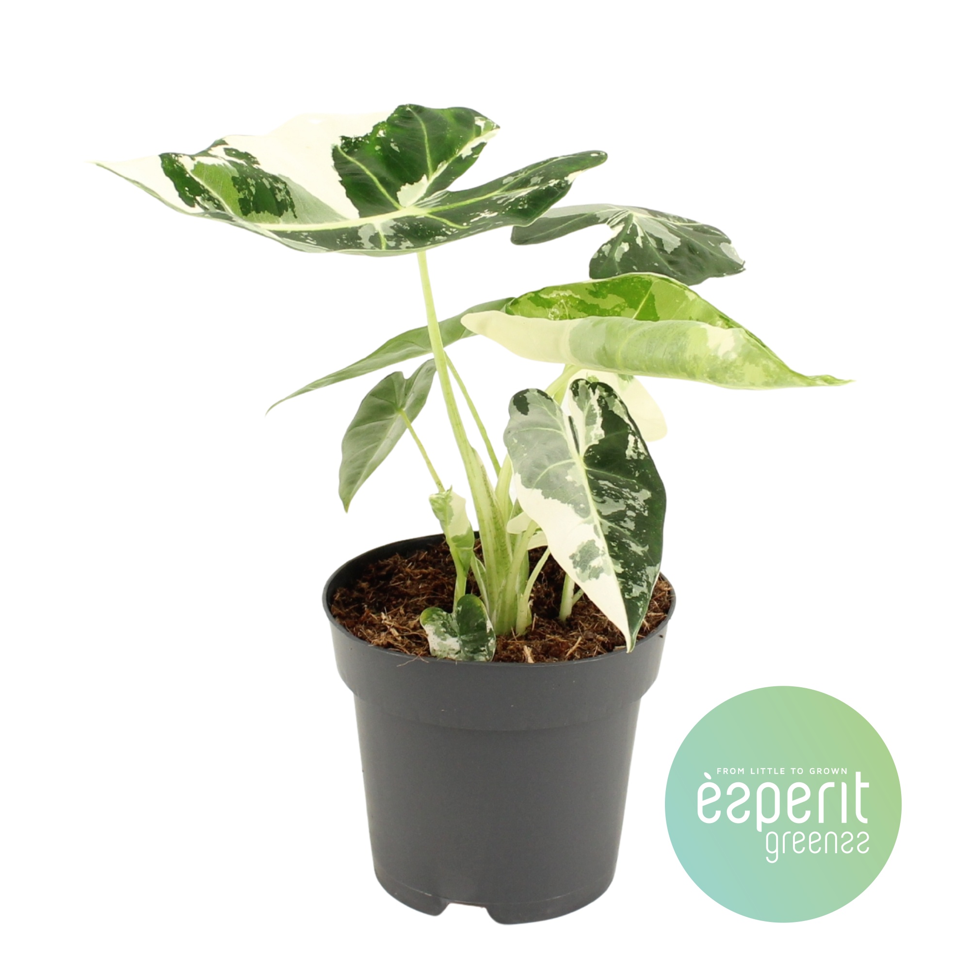 Alocasia micholitziana Freydyk, D 14 cm