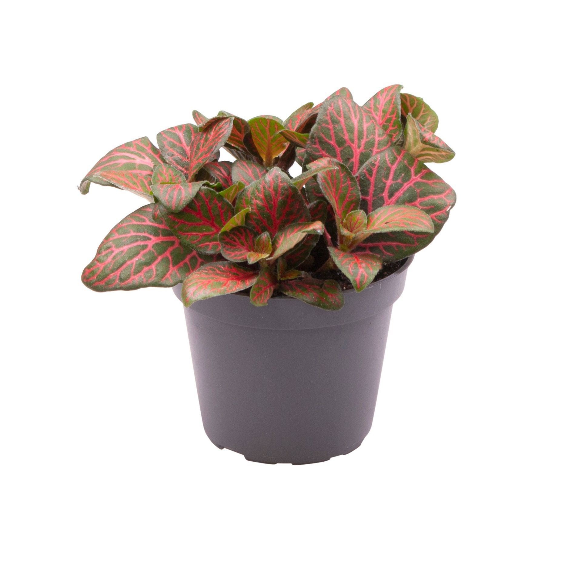 Fittonia Joly Josan� 6 cm, D 6
