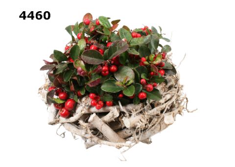 Takkenkrans M gaultheria, D 21 cm