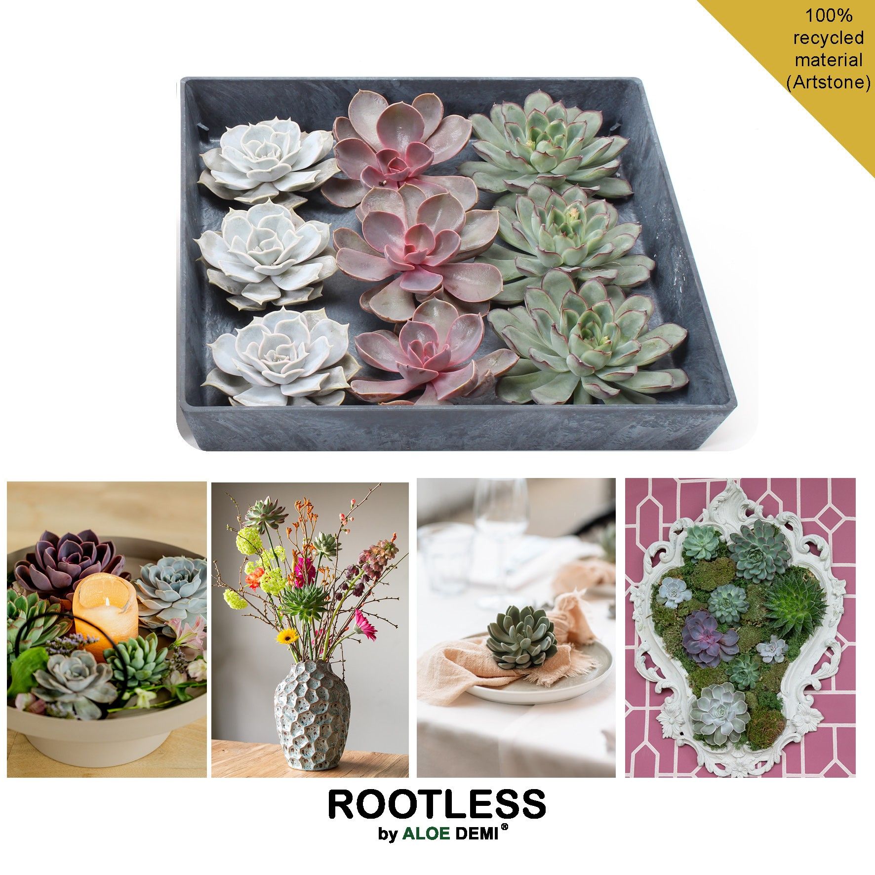 ROOTLESS Echeveria 9x, 7-10 cm presentatie display, D 6