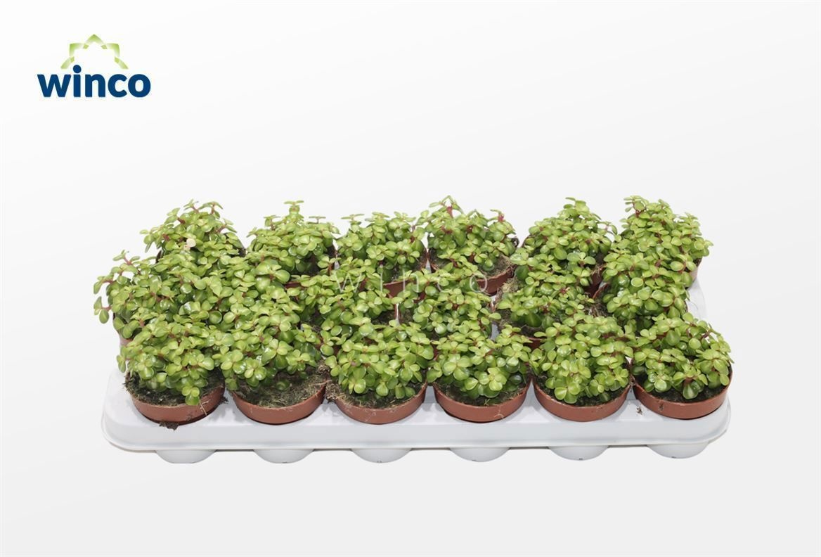 Crassula Afra Mediopicta, D 8,5