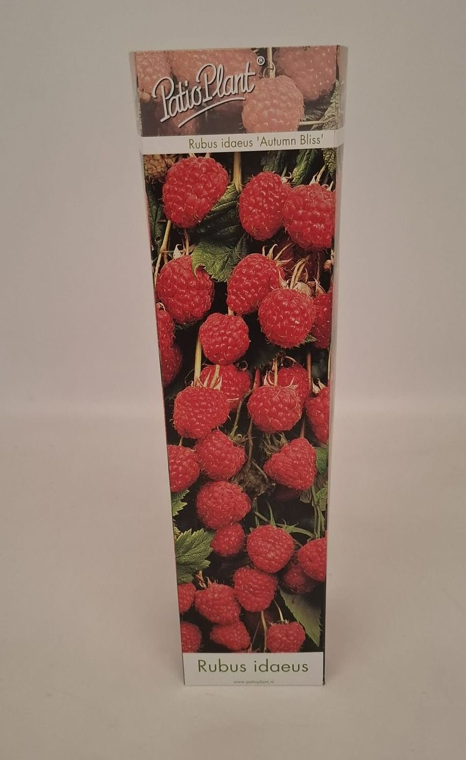 Rubus ideaus 'Autumn Bliss' (Framboos), D 9